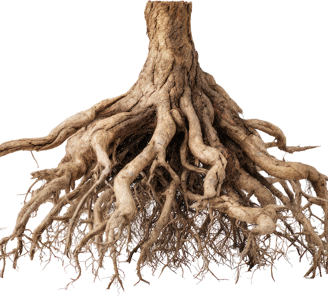 /Origins,%20Conditioning%20&%20Language%20Signals%20of%20Each%20Belief